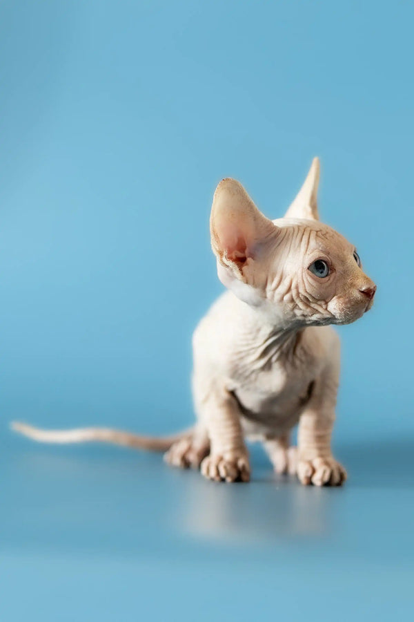 Cute Hairless Sphynx kitten with big ears and wrinkly skin from Damon, Canadian Sphynx