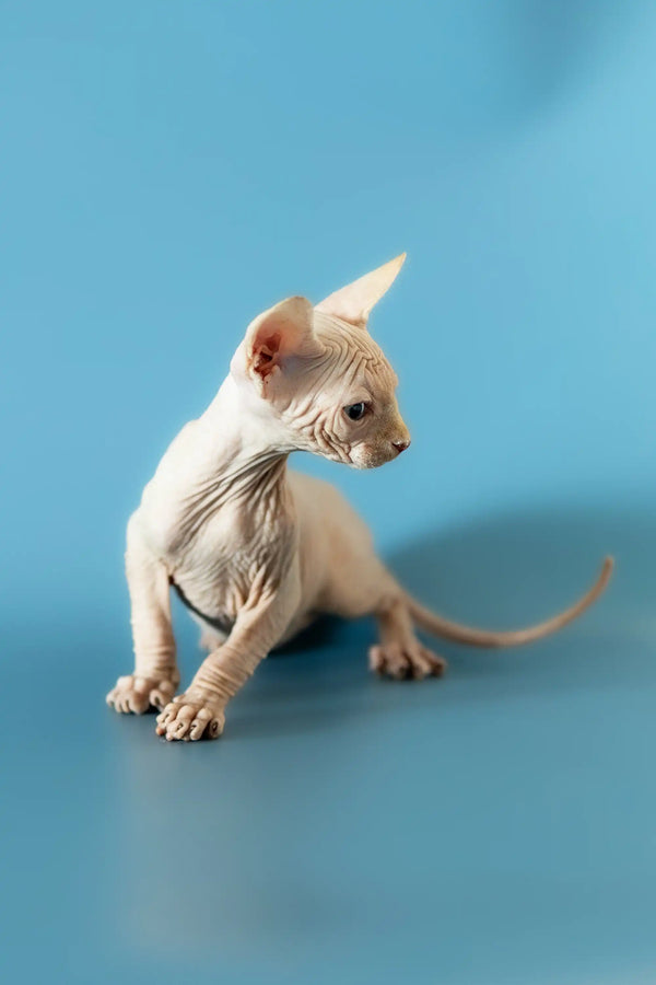 Hairless Sphynx cat with alert expression, perfect Canadian Sphynx kitten for adoption