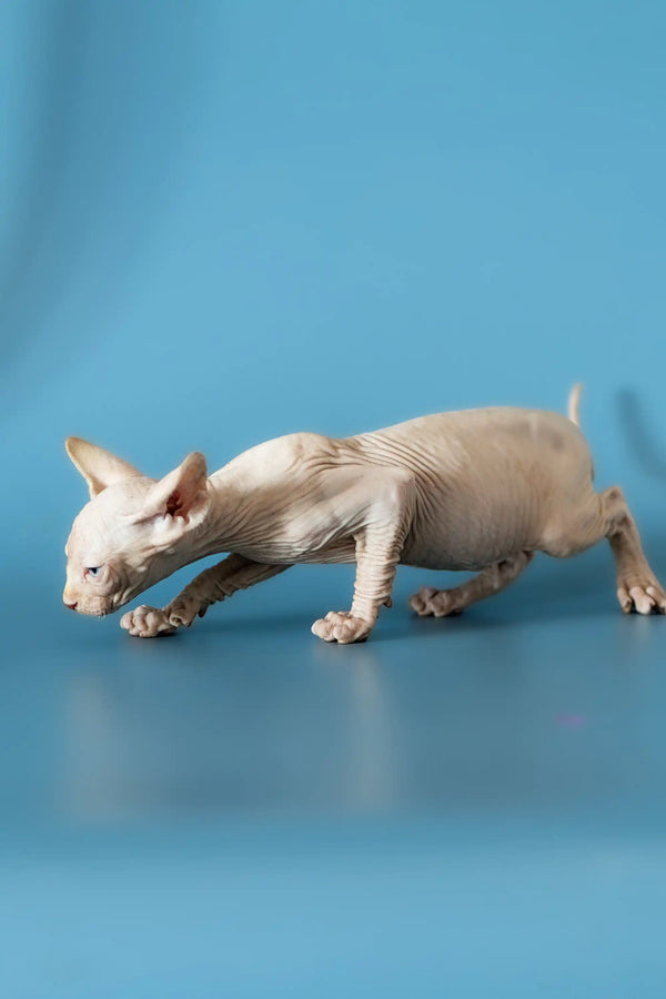 Adorable Canadian Sphynx kitten with wrinkled skin in a cute stalking pose