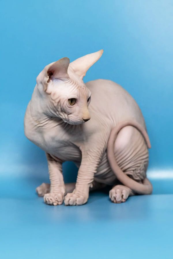 Cute Hairless Sphynx cat in Dan Canadian Sphynx Kitten product display
