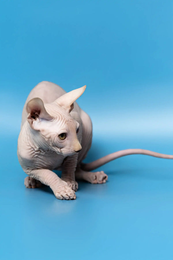 Cute Hairless Sphynx cat named Dan from the Canadian Sphynx Kitten collection