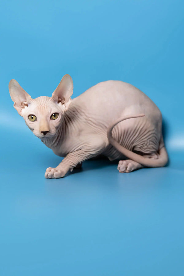 Hairless Sphynx cat named Dan, the adorable Canadian Sphynx Kitten