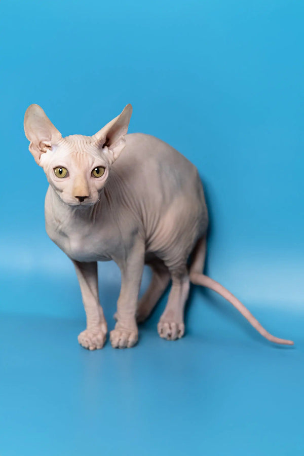 Adorable Hairless Sphynx cat named Dan in Canadian Sphynx Kitten product display