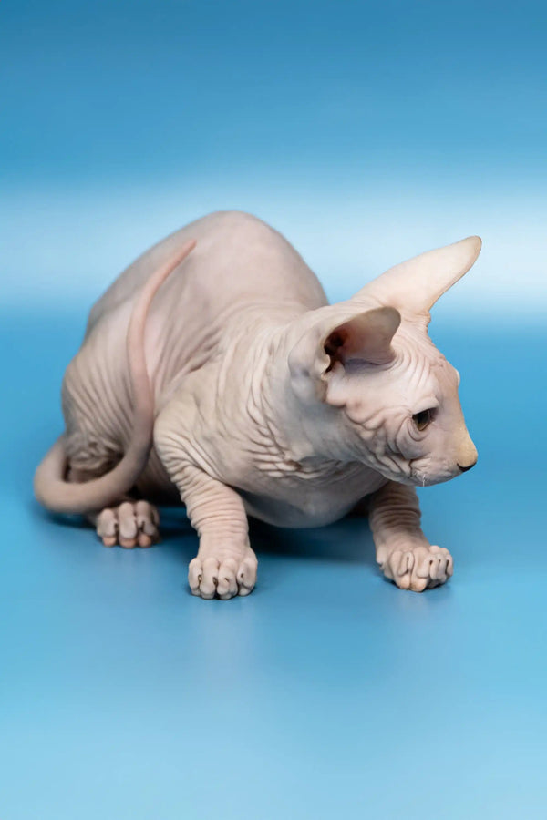 Cute Hairless Sphynx cat named Dan in the Canadian Sphynx Kitten product line
