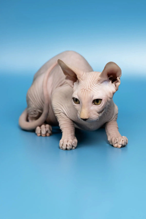 Cute Hairless Sphynx cat named Dan from the Canadian Sphynx Kitten collection