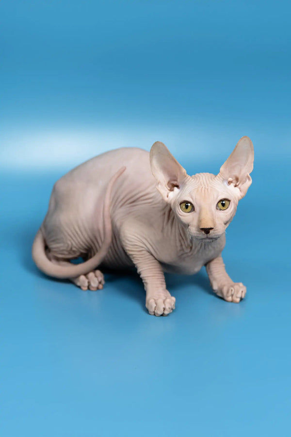 Cute Hairless Sphynx cat named Dan in the Canadian Sphynx Kitten product
