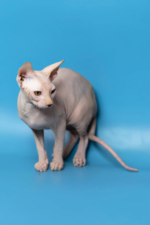 Adorable Hairless Sphynx cat named Dan, a cute Canadian Sphynx Kitten