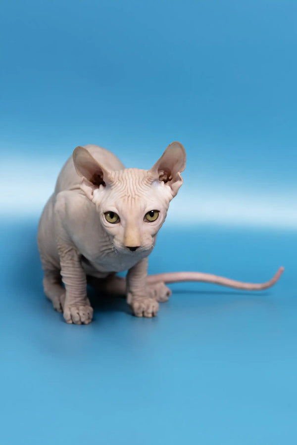 Hairless Sphynx cat named Dan in Canadian Sphynx Kitten product display