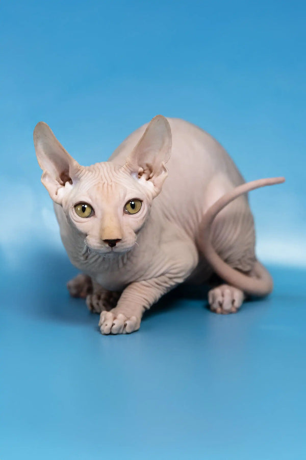 Cute Hairless Canadian Sphynx Kitten named Dan with big ears and a playful vibe