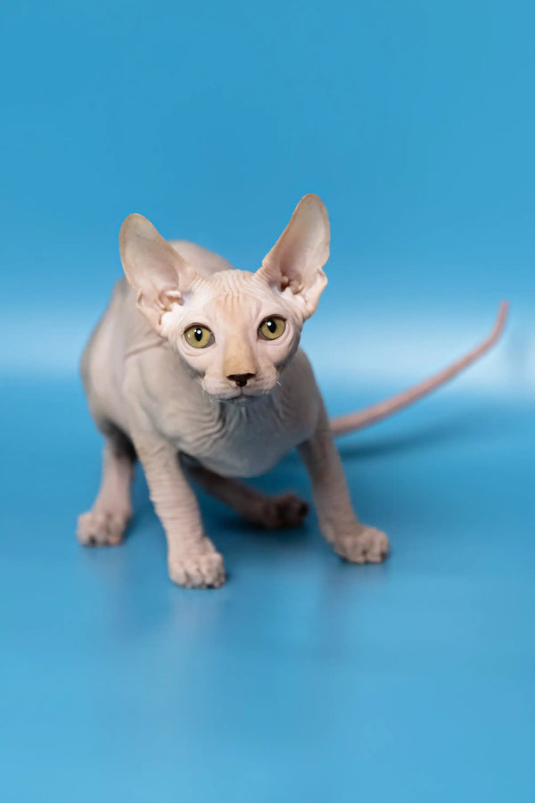 Adorable Hairless Canadian Sphynx Kitten Dan with big ears ready for love