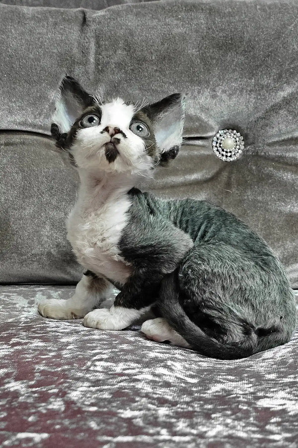 Dana | devon rex kitten