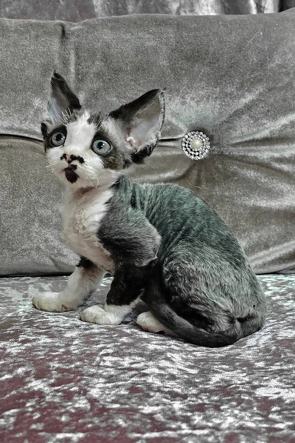 Dana | devon rex kitten