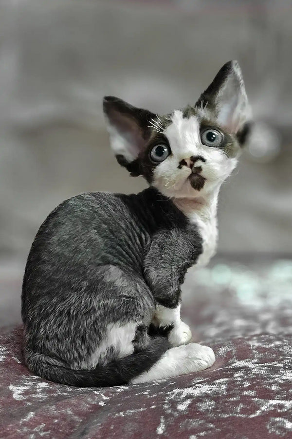 Dana | devon rex kitten