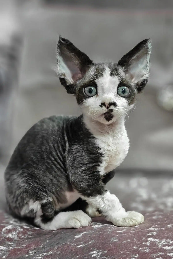 Dana | devon rex kitten