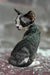 Dana | devon rex kitten