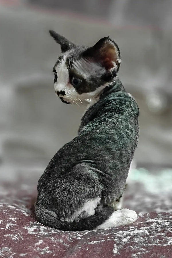 Dana | devon rex kitten