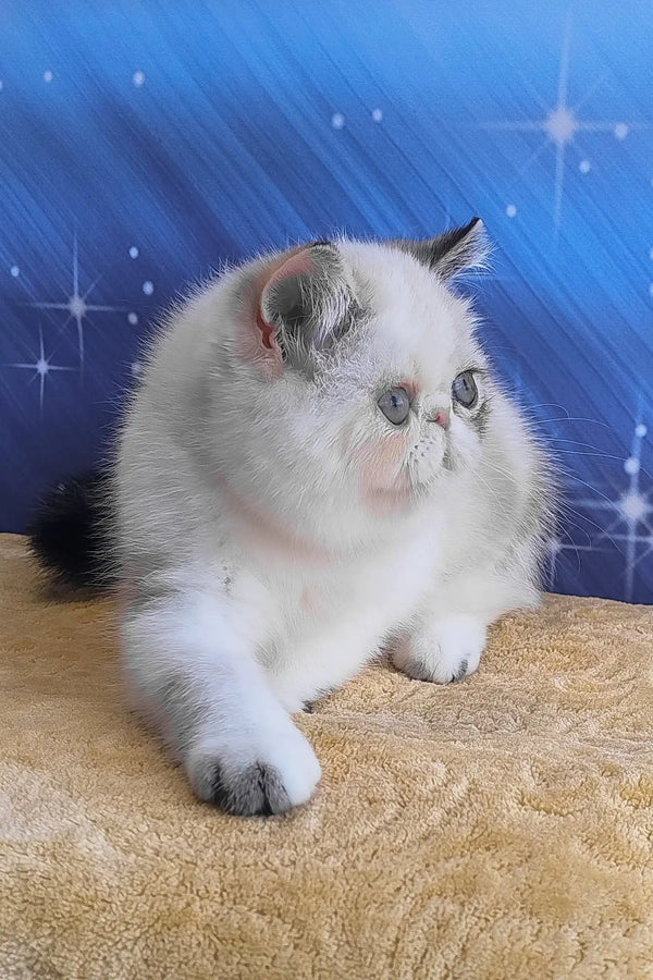 Dana | exotic shorthair kitten