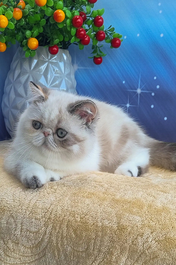 Dana | exotic shorthair kitten