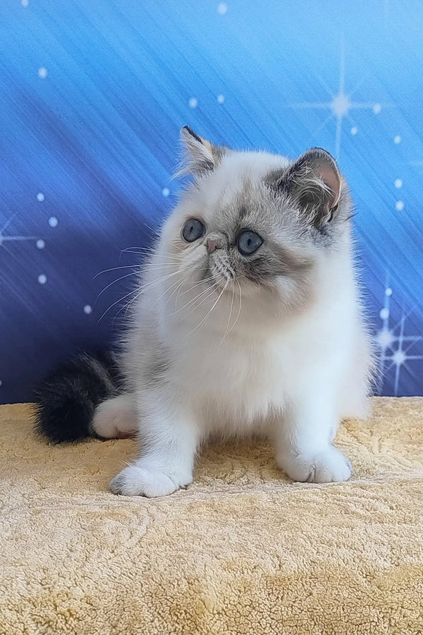 Dana | exotic shorthair kitten