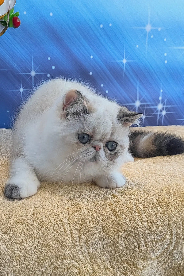 Dana | exotic shorthair kitten