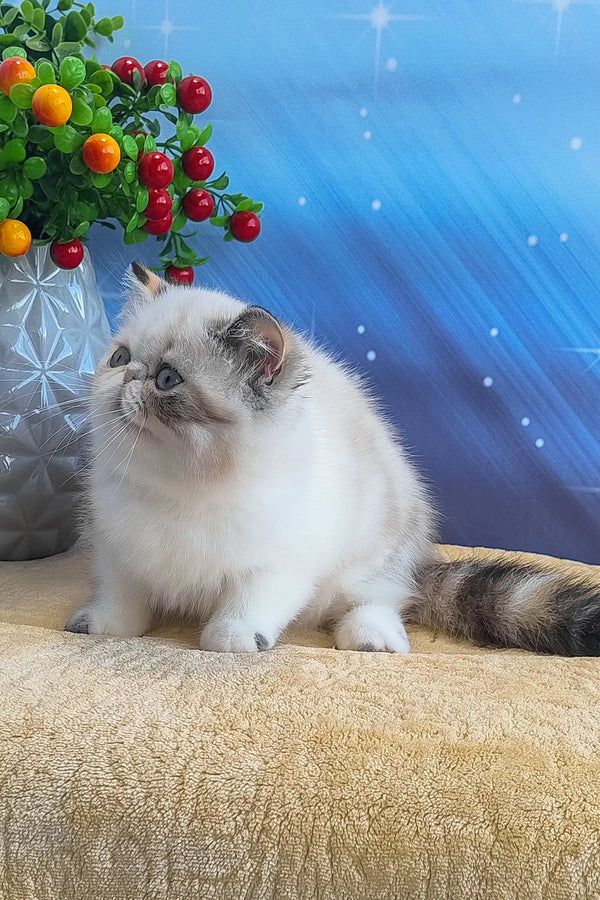 Dana | exotic shorthair kitten