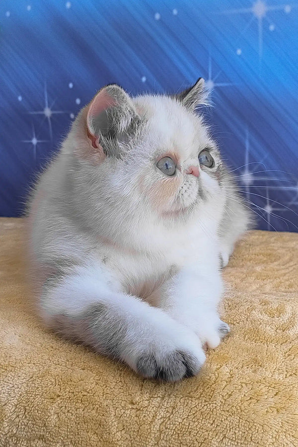 Dana | exotic shorthair kitten