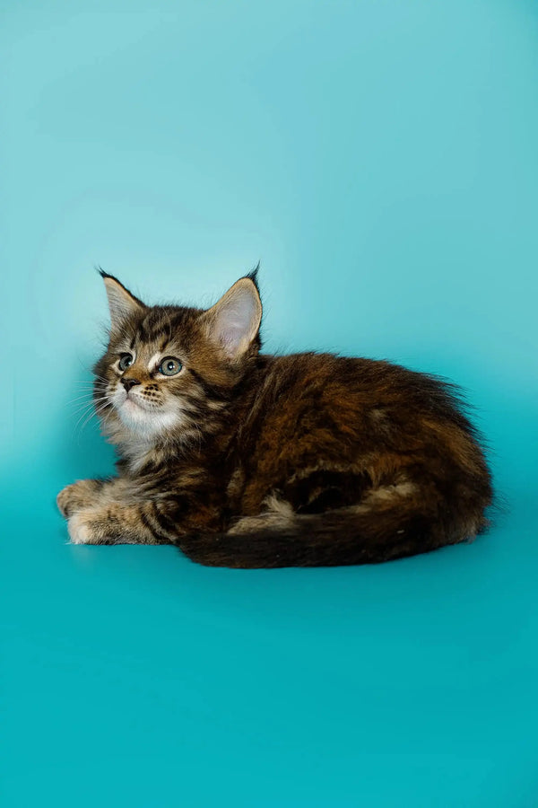 Fluffy Maine Coon kitten with large ears against a blue backdrop, perfect for cat lovers