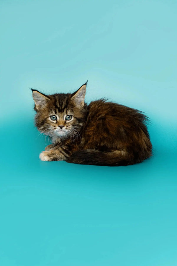 Fluffy Maine Coon kitten with alert green eyes on a vibrant background