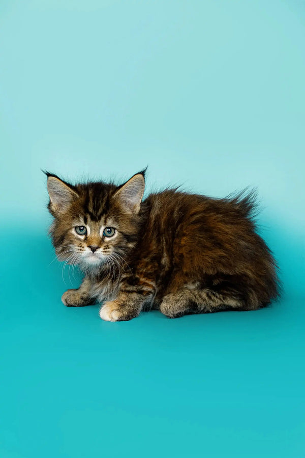 Fluffy Maine Coon kitten with wide eyes on a cool turquoise background