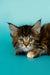 Adorable Maine Coon kitten with fluffy fur and wide eyes, perfect for your home