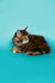 Fluffy Maine Coon kitten with pointed ears, lying down and looking adorable