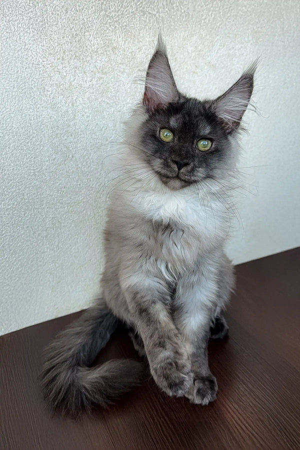 Gray Maine Coon cat named Dana, the adorable Maine Coon kitten for sale