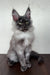 Gray Maine Coon cat named Dana, the adorable Maine Coon kitten for sale