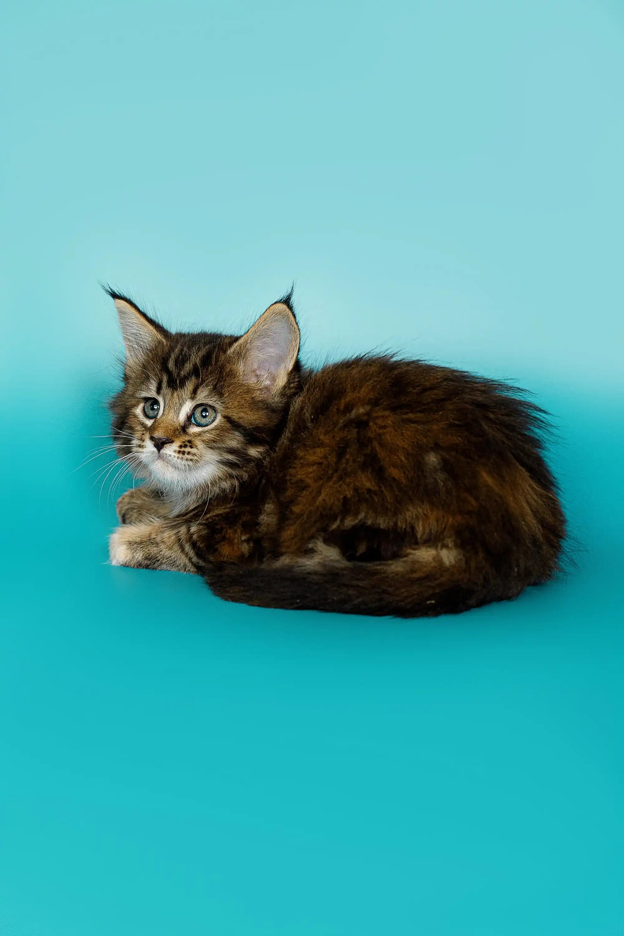 Maine Coon Kittens for Sale Dana | Kitten