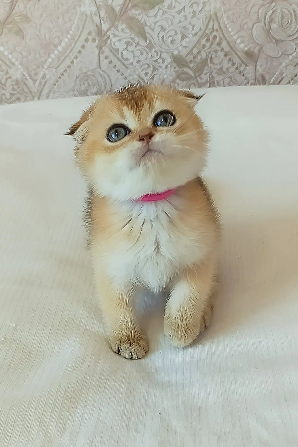 Dana | scottish fold kitten