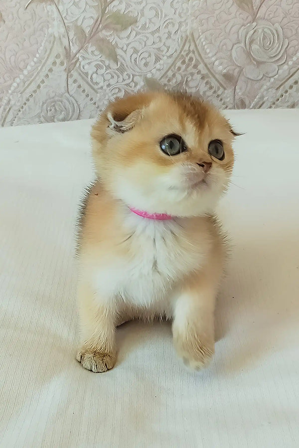 Dana | scottish fold kitten