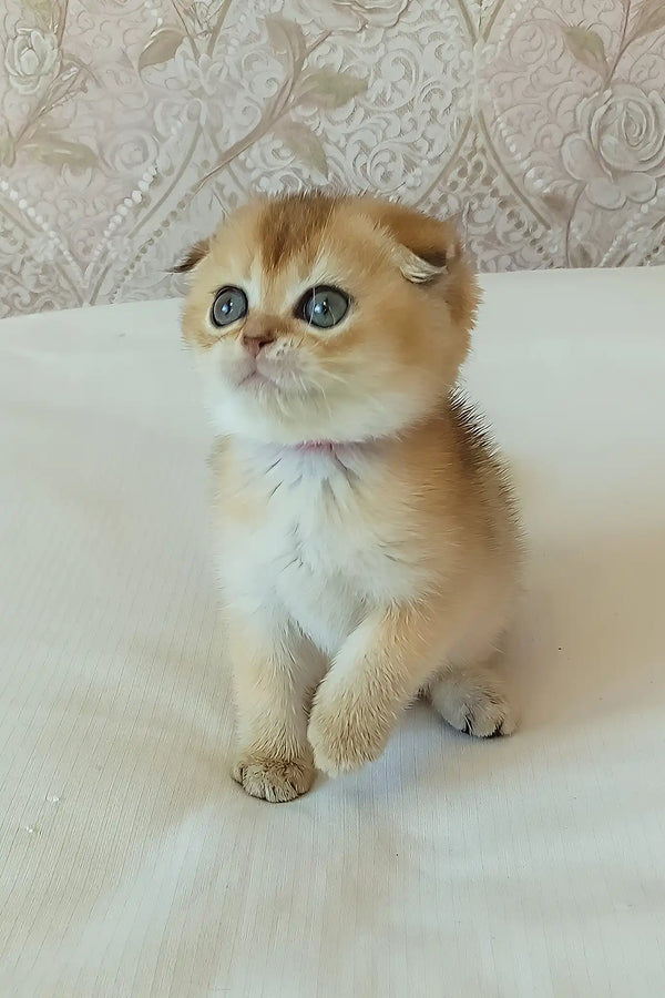 Dana | scottish fold kitten