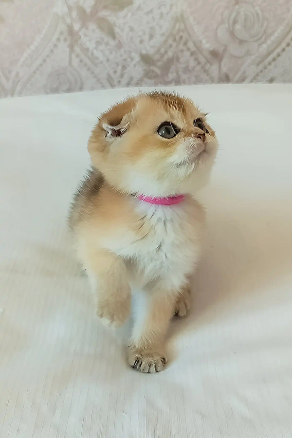 Dana | scottish fold kitten