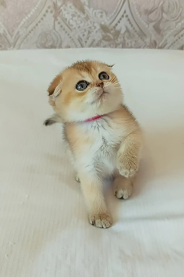 Dana | scottish fold kitten