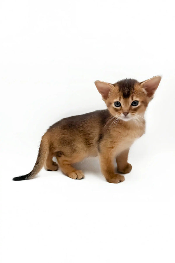 Danaya | abyssinian kitten