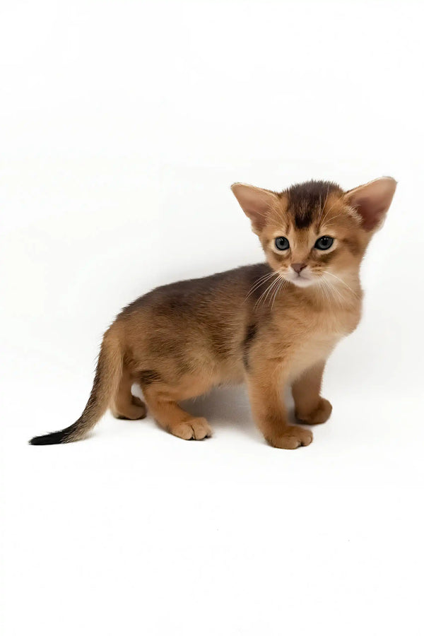 Danaya | abyssinian kitten
