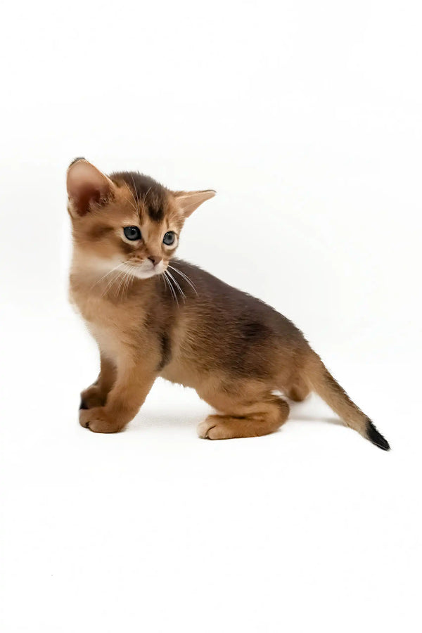 Danaya | abyssinian kitten
