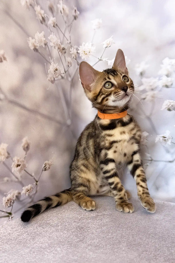 Danica | bengal kitten