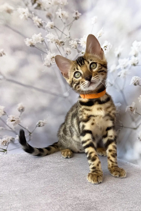 Danica | bengal kitten