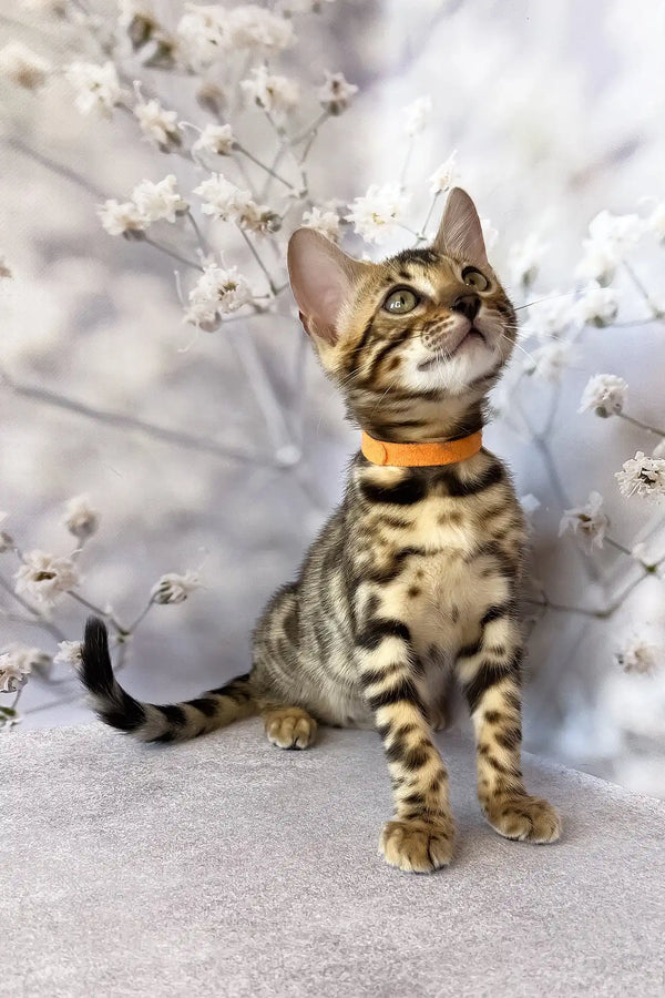 Danica | bengal kitten