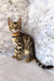 Danica | bengal kitten