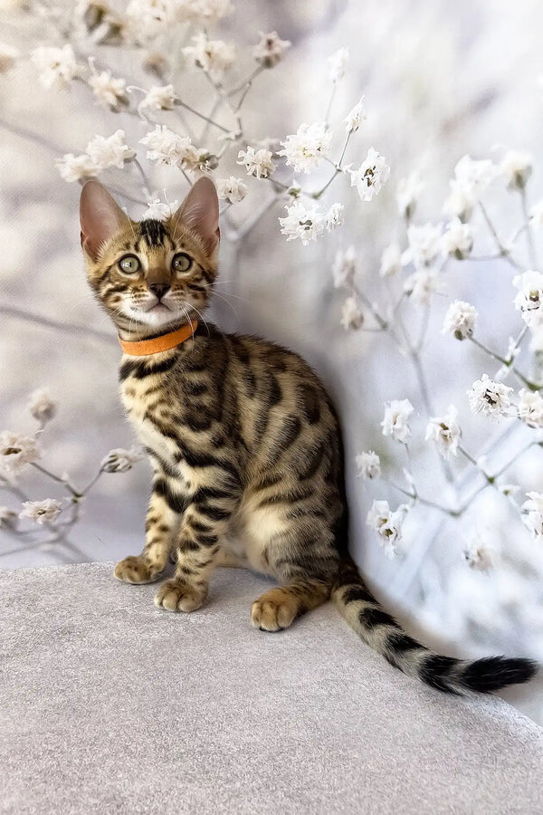 Danica | bengal kitten