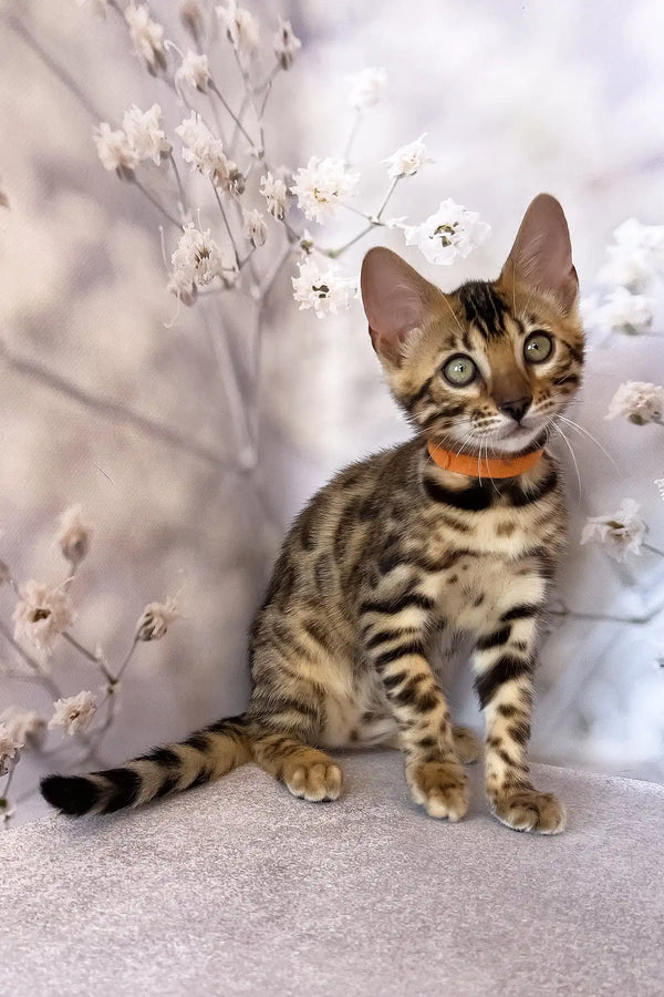 Danica | bengal kitten