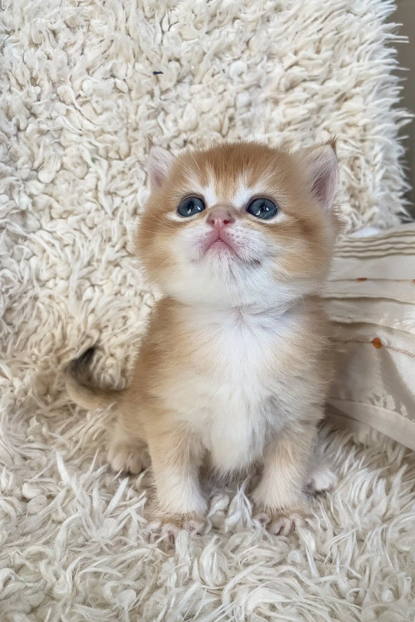 Cute Golden British Shorthair Kitten named Daniel with stunning blue eyes