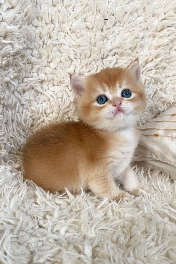 Adorable Golden kitten with blue eyes from the Daniel British Shorthair Kitten collection